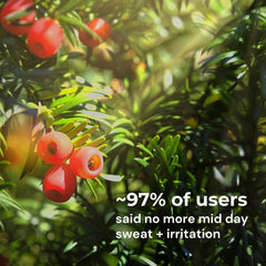 Yew Tree Bae Skin-Calming Hipsters