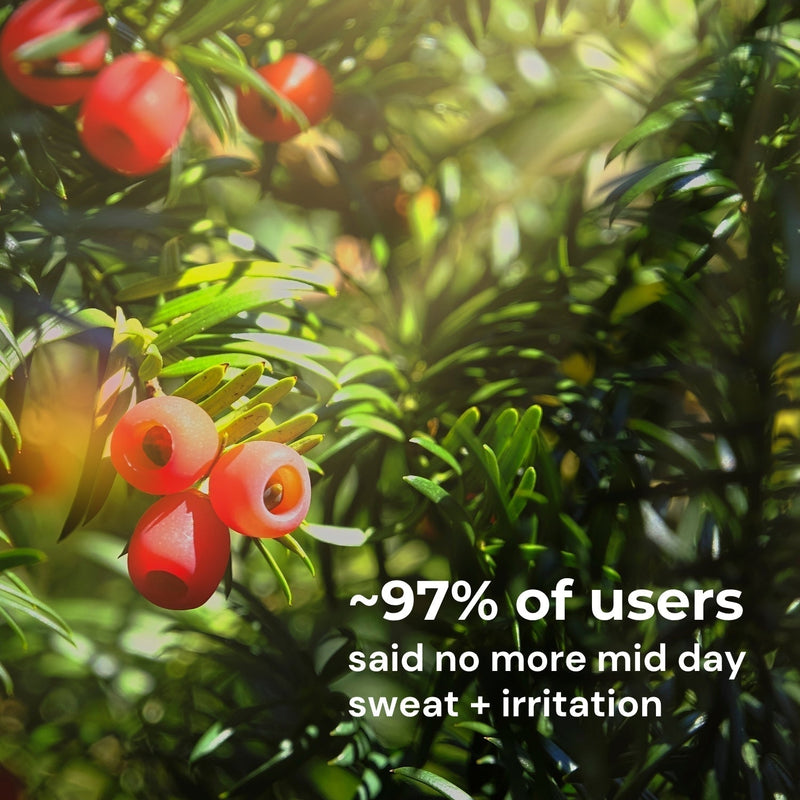 Yew Tree Bae Skin-Calming Hipsters